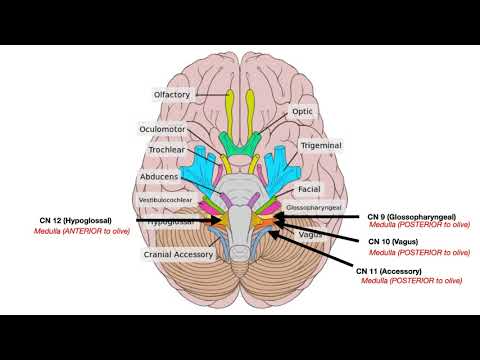 Cranial Nerve Anatomy