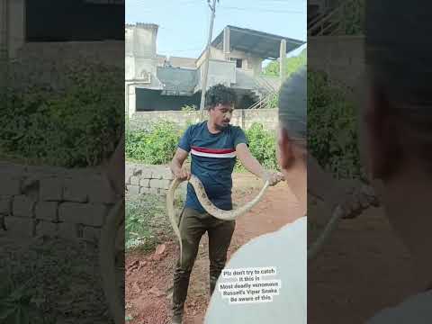 Russell's viper bite. #snake #russellsviper #shorts #reels