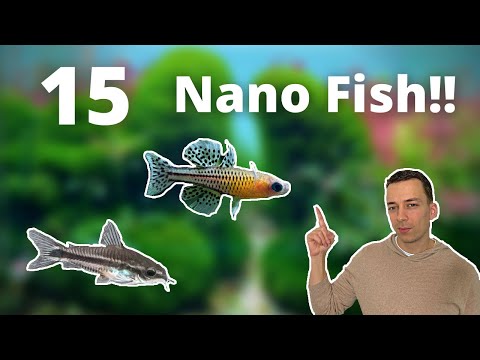 MY 15 FAVORITE NANO FISH FOR A SMALL AQUARIUM