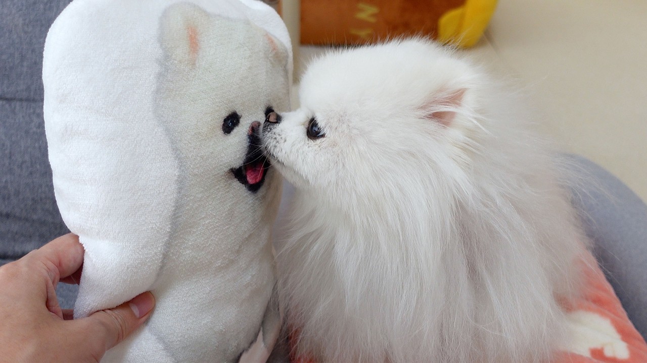 自分そっくりなぬいぐるみとチューするポメラニアン