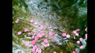 IN LOVING MEMORY   Flower on the water...wmv