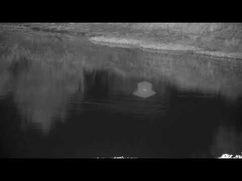 Djuma: Hippo in the dam - 04:10 - 10/09/2022