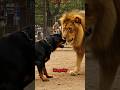 Rottweiler Enters Lion's Cage and Disrespects Him!