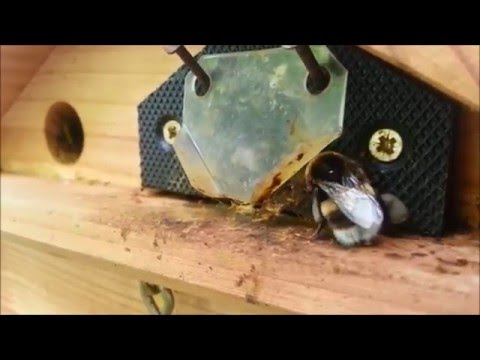 Beepol Lodge & Colony