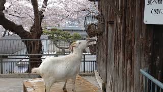 函館公園のヤギさん