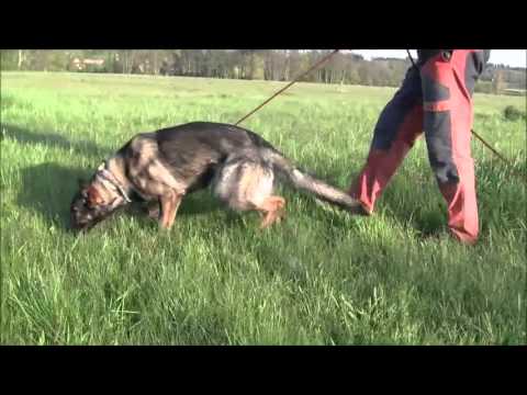 Hesi Zde-Sko - tracking - 11 months