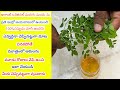 ఒరిజినల్ మరుగు మందు ఇంట్లోనే తయారు చ�