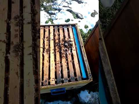 albine în ianuarie 2021