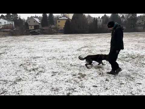 Venom z Jukasu - obedience - 6 months