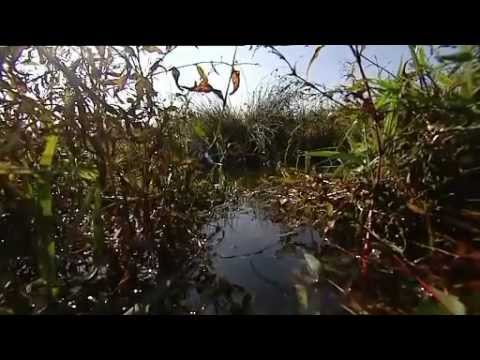 Introductie bevers 2011