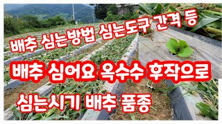배추심기 오늘 옥수수 따고 후작으로 김장용 배추 심네요 [배추재배방법]