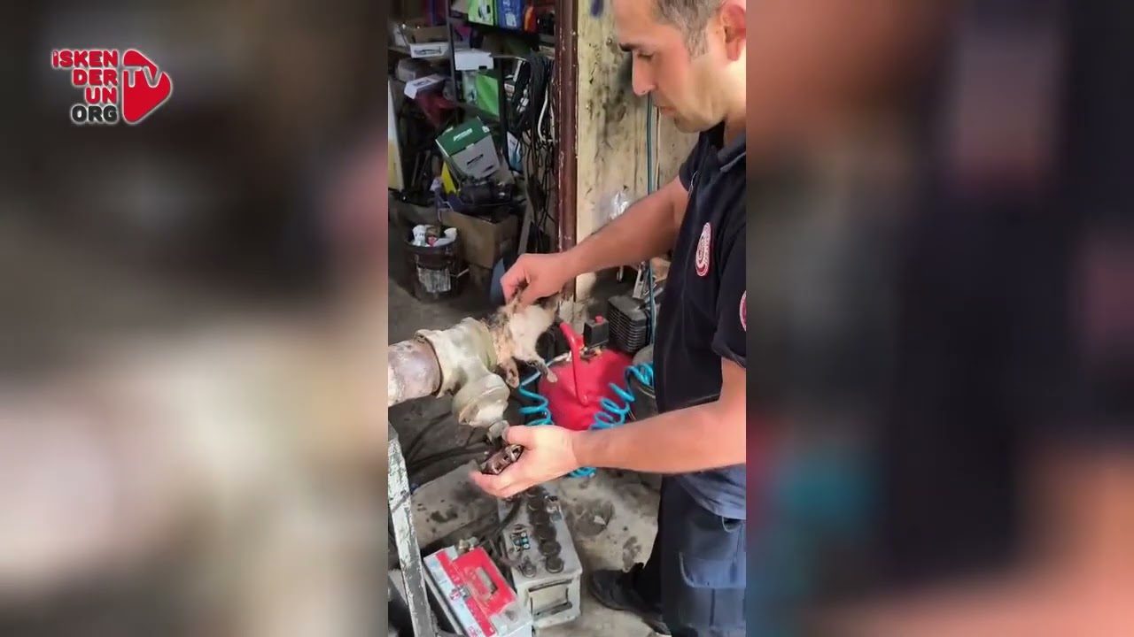 Yavru Kedi Havuz Vanasına Sıkıştı…