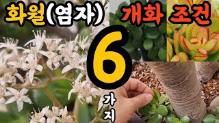 화월(염자,염좌) 개화 조건 6가지!! #엉클플랜트 #식물키우기 #공기정화식물