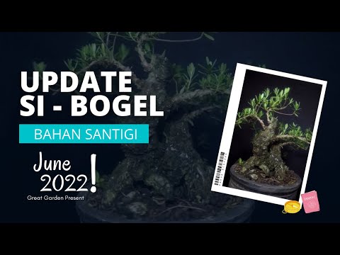 BONSAI UPDATE JUNE 2022