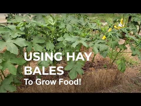 HOW TO use HAY BALES to grow FOOD!