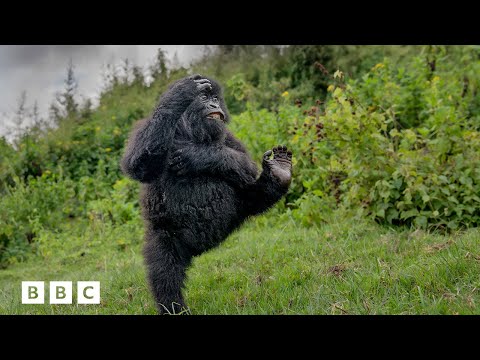 The funniest wildlife photos of 2025 | BBC Global
