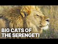 Big Cats of the Serengeti | Nature Documentary