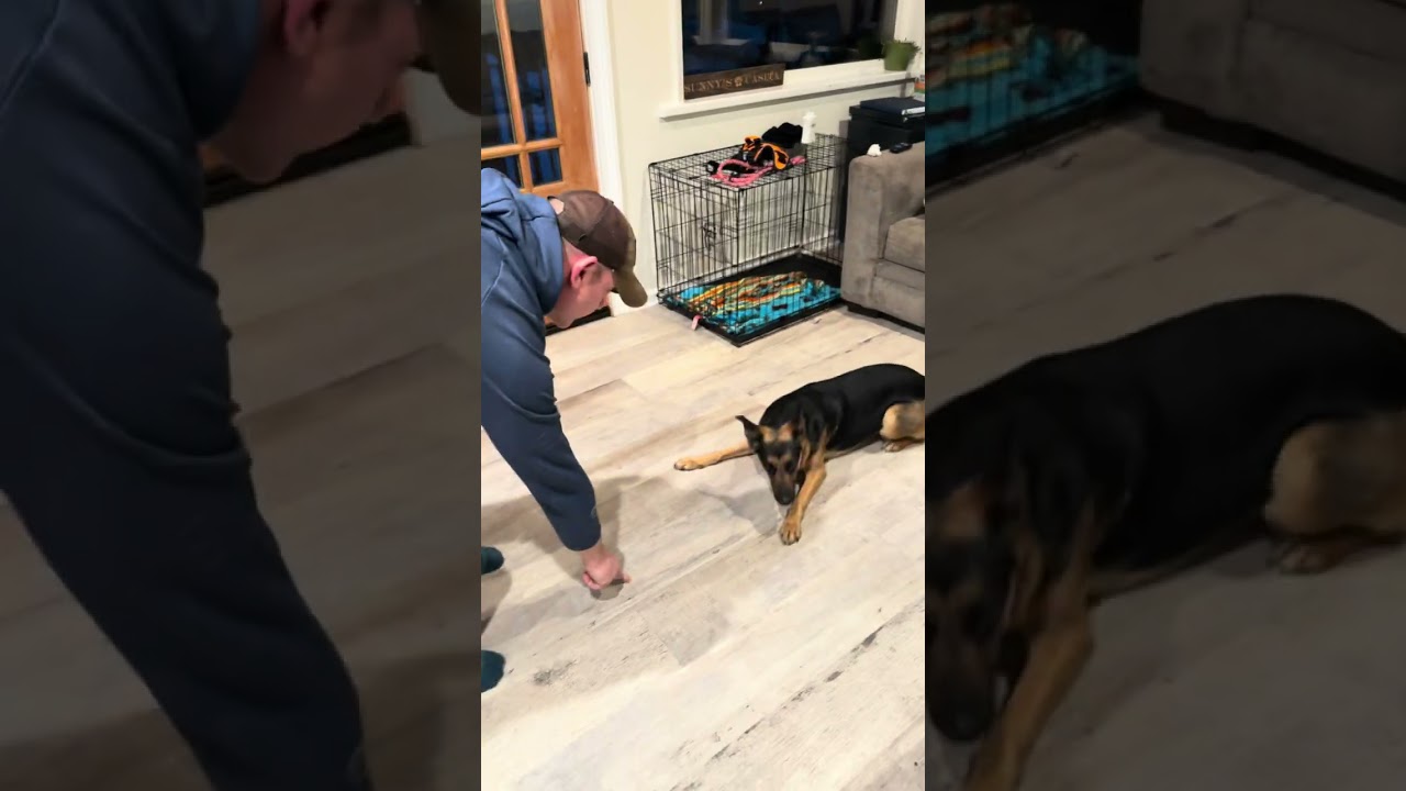 Enlarge Myia, a ADOPTABLE mixed breed in Forest Falls, CA video 5/5