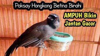 Download lagu Female Black throated laughingthrush with a beautiful voice mp3 Download lagu Female Black throated laughingthrush with a beautiful voice mp3