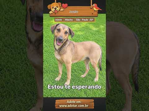 Vídeo de Janjão