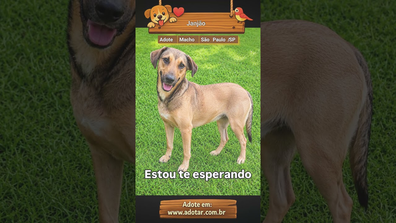 Cachorro raça SRD-ViraLata idade 2 anos nome Janjão