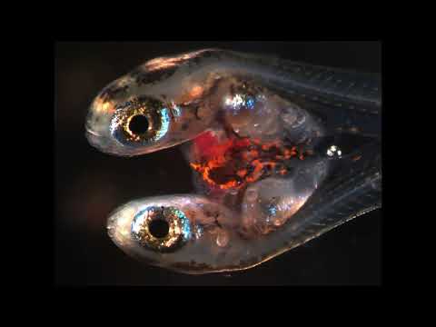 57 Hz : General toxicity (RIFE Healing Frequency)