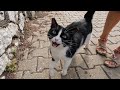 Tuxedo Cat Came Running Up To Me And Began To Meow Loudly