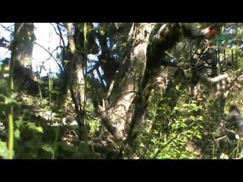 اشتباكات بين عناصر لواء العاديات وقوات النظام في قمة الجلطة في ريف اللاذقية