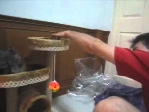 RARE BREED OF MONKEY CAT!!! Sarita Perez de Tagle Diana Lyn Lopez