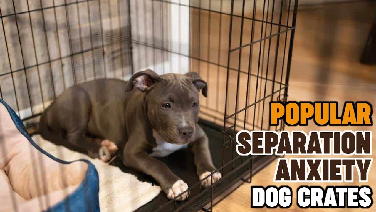 Dog Crates For Separation Anxiety : Most Popular Dog Crates For Separation Anxieties
