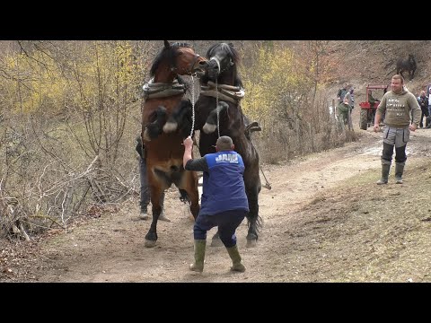 -Borba pastuva u štranjgama na druženju u Drvaru -