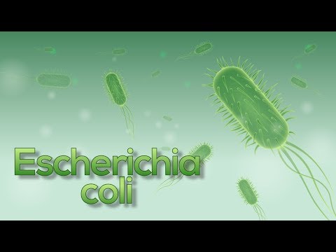 a giardia ciszta nagysága