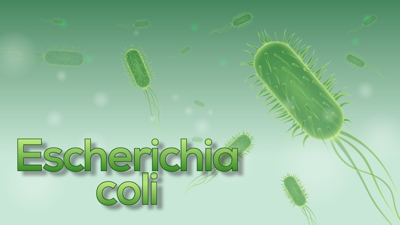 Escherichia coli (E. coli) superb animation!