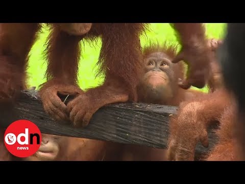 Orphaned orangutans learn forest skills at rehab centre