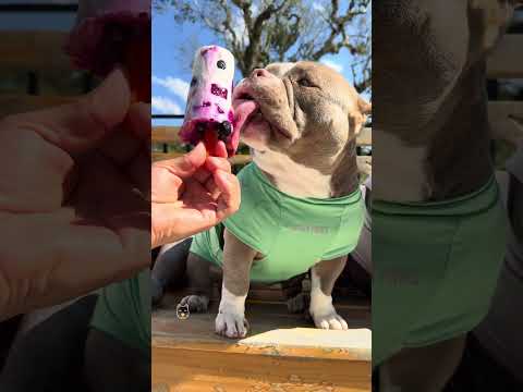 Como Fazer Picolé de Frutas com Iogurte Natural para seus cães 🤩🐾 Mirtilo, Abacaxi e Pitaia 🐾