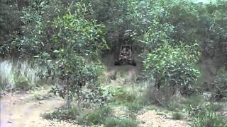 BEATIN AROUND THE BUSH.wmv