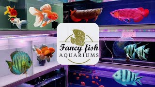 Fancy Fish Aquarium New Imported Fish Stock @fancyfishaquariums6875