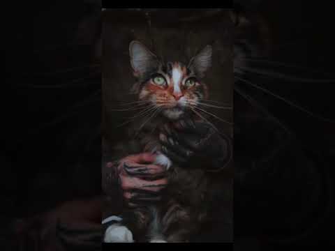 cats funny reaction || viral ||  funny moments & skills & cute mix video..