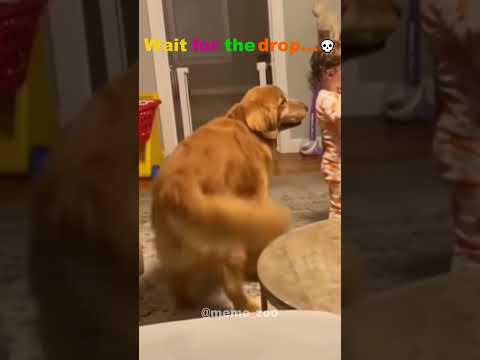 When the beat drops just right... #shorts #funnyanimals #funnyshorts  #funnyvideo2025  #viralshorts