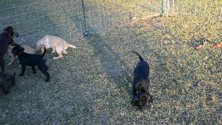 Video preview image #1 Vizsla-Weimaraner Mix Puppy For Sale in MILLBROOK, AL, USA