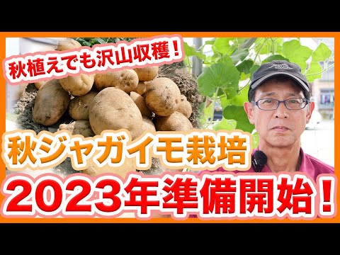  2023 年のジャガイモの植え付け時期は?それらをどのように選択すればよいでしょうか?正しく行うための簡単なヒント!  庭園