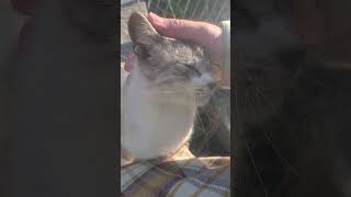 野良猫との戯れ108 #野良猫