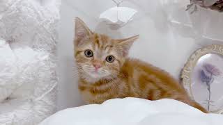 アメリカンショートヘアの動画01