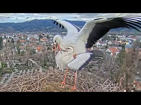 Stork's Nest Kirchzarten