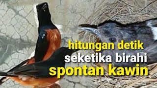 Download lagu hitungan detik murai batu birahi seketika langsung kawin - pancingan murai agar cepat kawin ampuh mp3 Download lagu hitungan detik murai batu birahi seketika langsung kawin - pancingan murai agar cepat kawin ampuh mp3