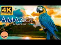 Amazon Rainforest 4K UHD Amazon River Jungle Wildlife Calming Music Relaxation Film