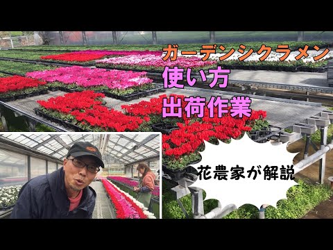 シクラメン ヘデリフォリウム