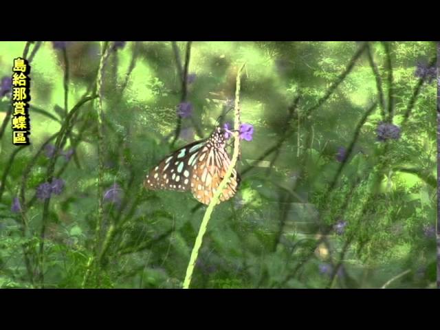 Film for Purple Butterfly -2015.12.01
