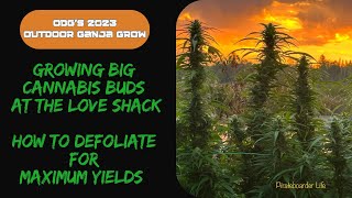 ODG’s 2023 OGG Growing Big Cannabis Buds at the Love Shack…How to Defoliate for Maximum Yields