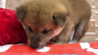 柴犬の動画01